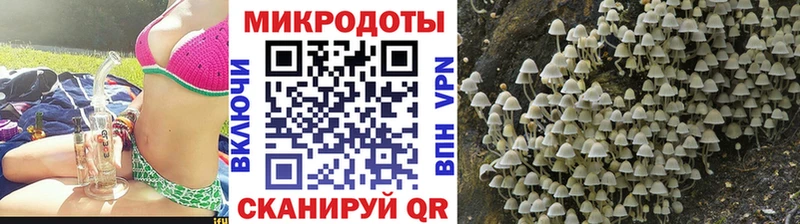Купить  Судогда  Галлюциногенные грибы Psilocybe 